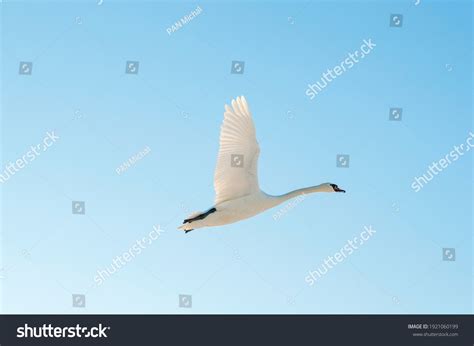 28,383 Swan flying Images, Stock Photos & Vectors | Shutterstock