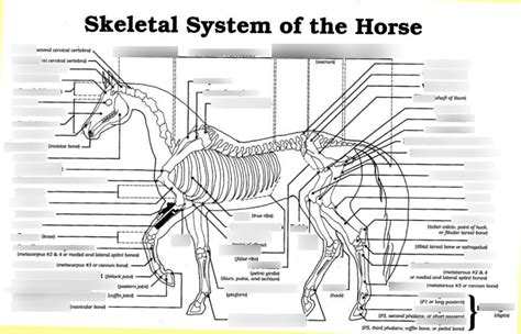 Skeletal System of the Horse Diagram | Quizlet