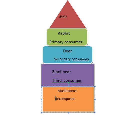 energy pyramid - Temperate Deciduous Forest