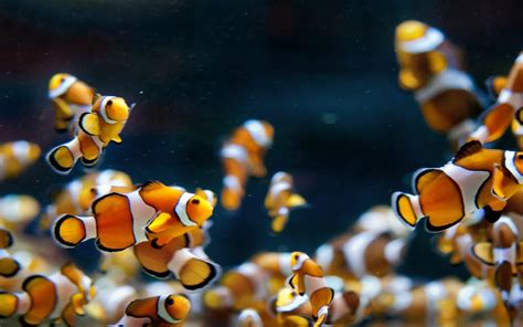 Hd live wallpaper fish aquarium dowload