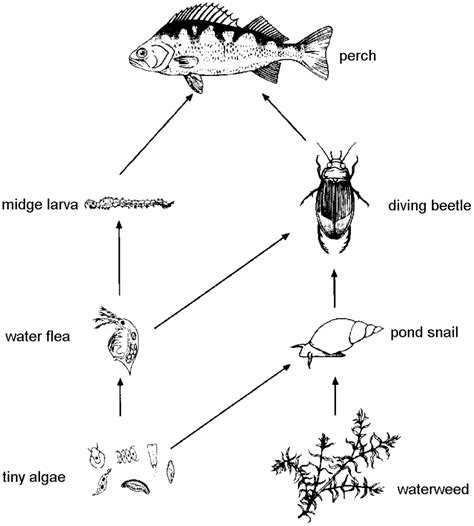 Form 2 Biology Diagrams