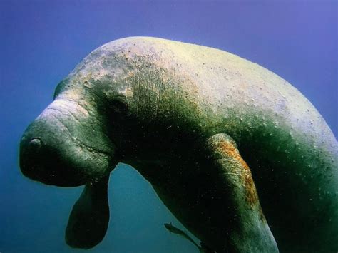 Manatee Facts: Part 2 - Kobee Manatee