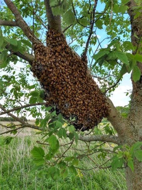 What should I do if I find a swarm of bees? - Pollinators & Pollination