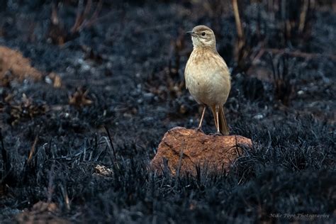 Birding | Photography | Adventure: Highveld Grasslands