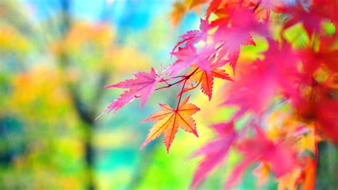 🔥 [70+] Colorful Nature Wallpapers | WallpaperSafari