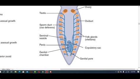 Ch10 Lec#3: N.S and Reproduction and development of Turbellaria - YouTube