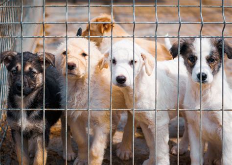 25 Facts About Animal Shelters in America| Stacker