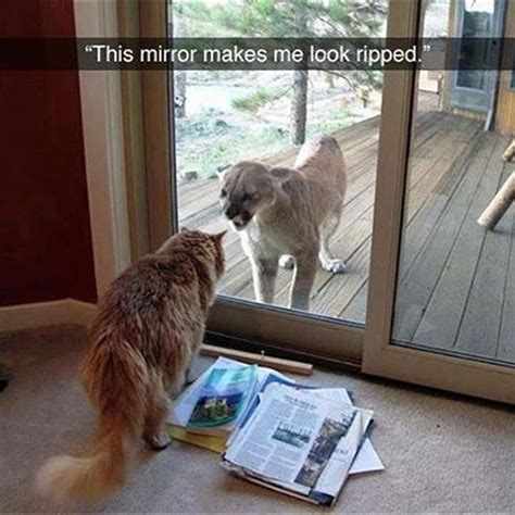 Animals Looked At Their Reflection - 20 Funny Pictures – FunnyFoto ...