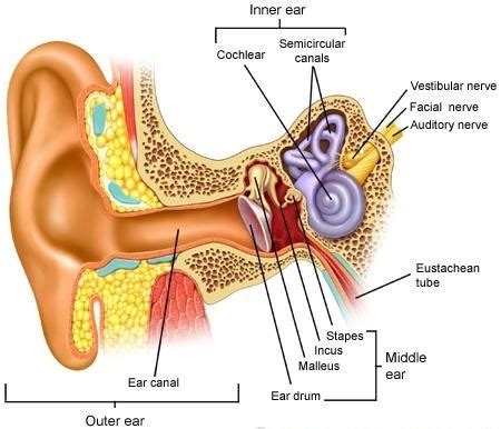 Ear Infection | ENT & Allergy Specialist | Canton