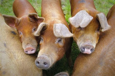 Duroc Pigs: Breed info, Lifespan, & Characteristics - Northern Nester