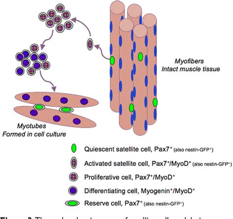 Figure 3 from The Skeletal Muscle Satellite Cell | Semantic Scholar