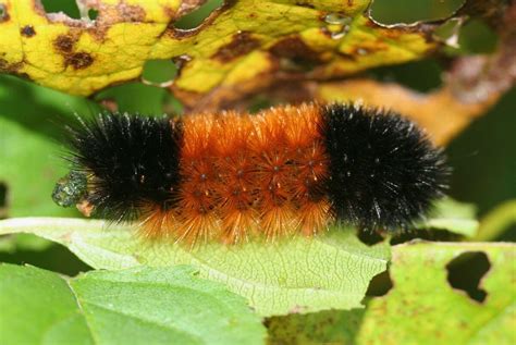 Secrets About The Types of Black Caterpillars None Of Us Knew ...