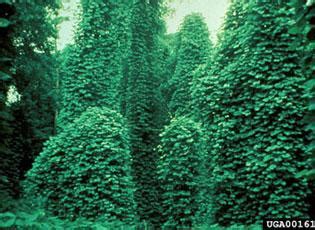 Kudzu | National Invasive Species Information Center