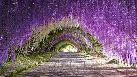 Tunnel of blooms - Bing WallPaper