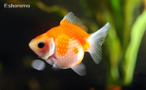 Pearlscale Goldfish Diet, Breeding, Tank Requirements & more