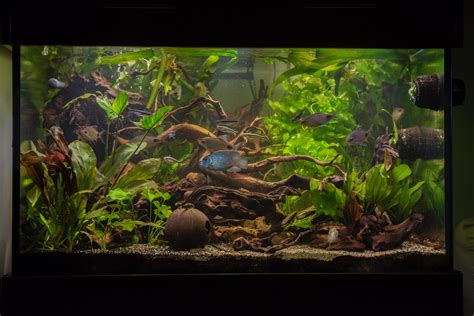 150 gallon planted community after 8 months : Aquariums