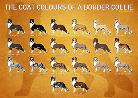 Catahoula Border Collie Mix - Meet The Breed