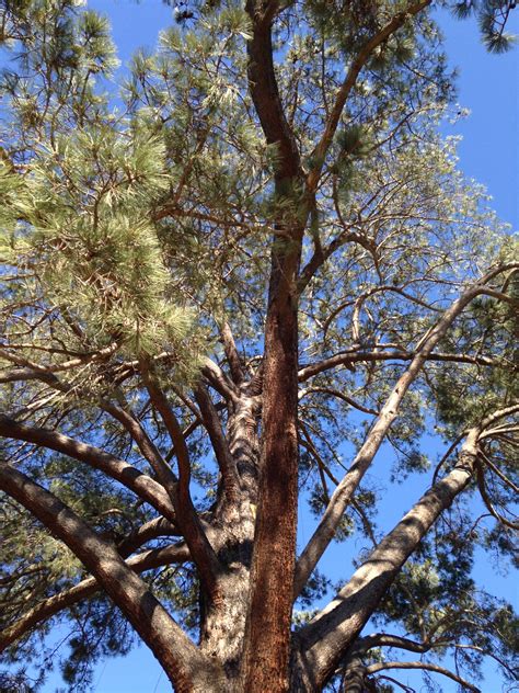 THE WORLD'S LARGEST TORREY PINE: The Tree to End All Trees - California ...