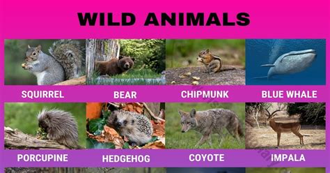 Wild Animals: List of 195 Common Wild Animals Vocabulary with Pictures ...