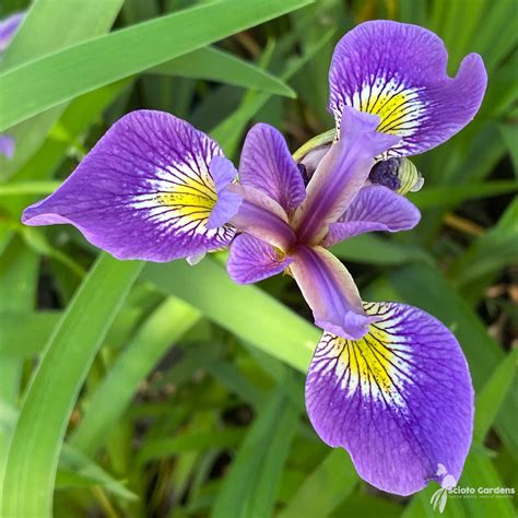 Iris versicolor #1 (Blue Flag Iris) - Scioto Gardens Nursery