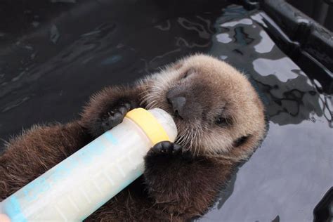 Sea Otter Pup Mishka Drinks from a Bottle — The Daily Otter