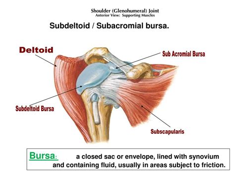 Subscapularis - Front of Shoulder Pain - West Suburban Pain Relief