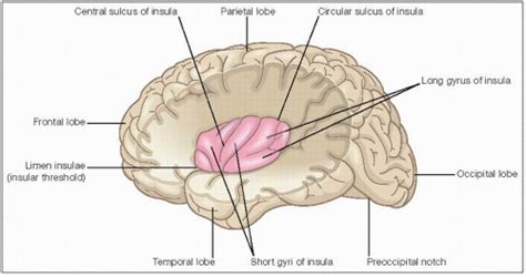 Insular Cortex Diagram