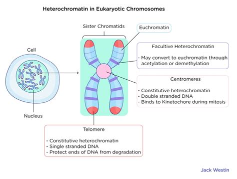 Heterochromatin Vs Euchromatin - Eukaryotic Chromosome Organization ...