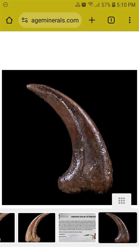 Dromaeosaur claws from Judith River? - Fossil ID - The Fossil Forum