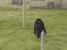 Monkey Walking GIFs | Tenor