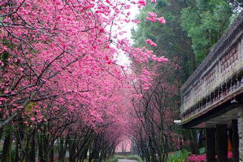 Cherry blossom in Taiwan 2023 – Travel arround the world