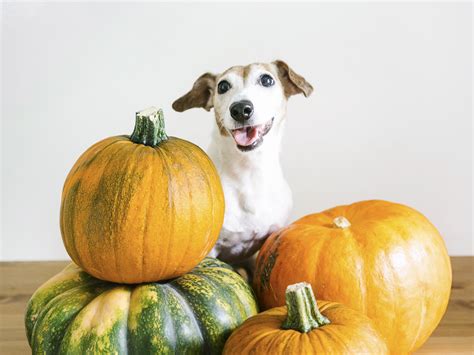 Can Dogs Eat Pumpkin? Health Benefits of Pumpkin for Dogs · The Wildest