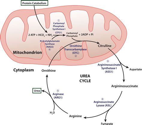 Urea cycle disorders: a life-threatening yet treatable cause of ...