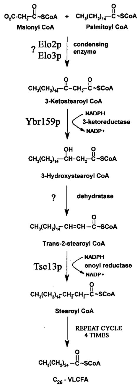 Pathway of fatty acid elongation. Each cycle of elongation requires ...