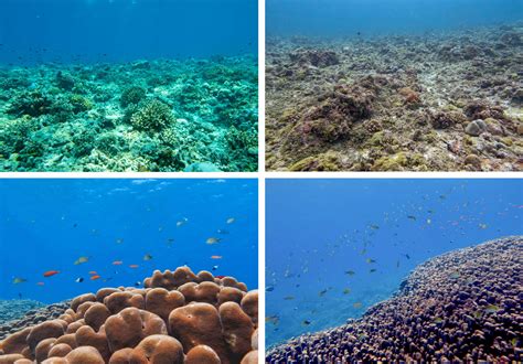 The Great Coral Grief of Lakshadweep islands | United Nations ...