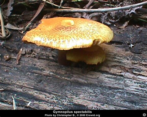 Erowid Plants Vaults : Images : gymnopilus spectabilis