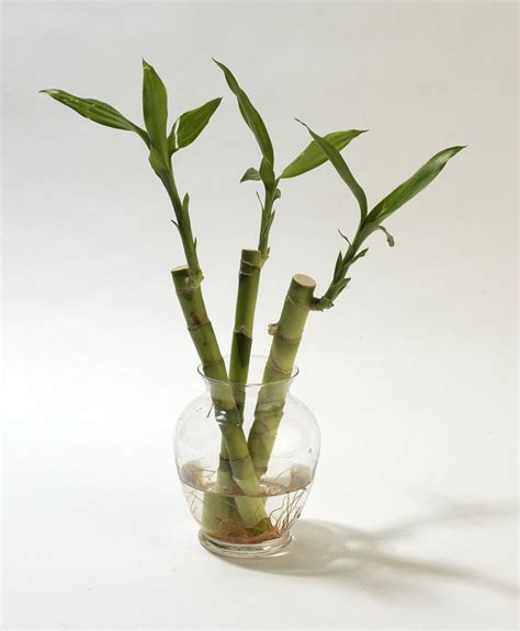 Lucky Bamboo: Know The Meaning Behind Its Number of Stalks