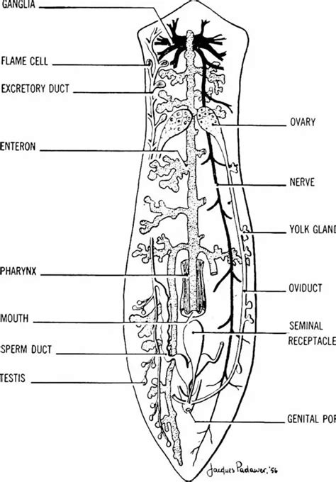 39 planaria diagram labeled