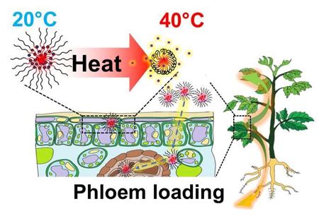 Nanoparticles to immunize plants against heat stress