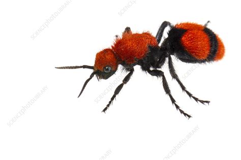 Cow killer velvet ant - Stock Image - C041/7054 - Science Photo Library