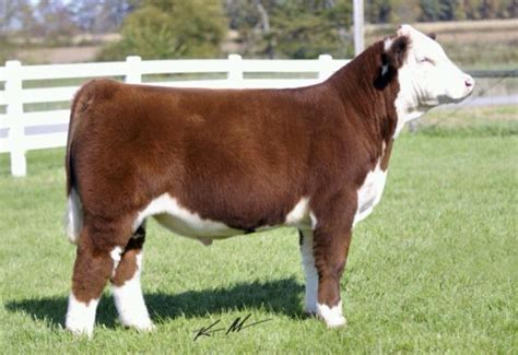 Hereford Show Steer | Show cattle, Hereford cattle, Animals