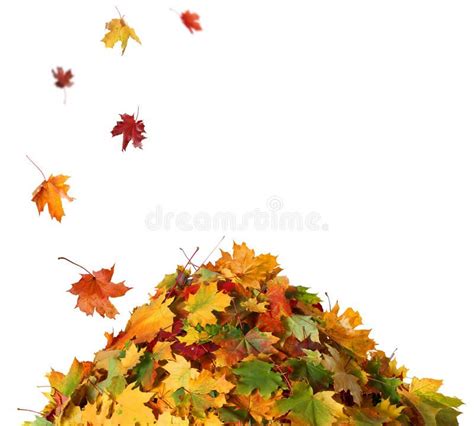 Pile of Fall Leaves. Isolated on white background , #Affiliate, #Leaves ...