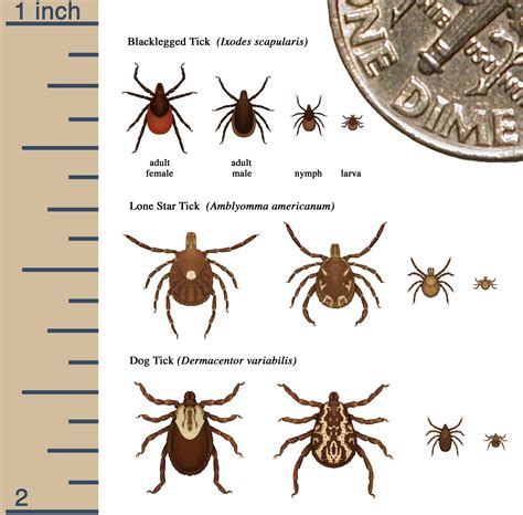 Identify - Tick Free NH