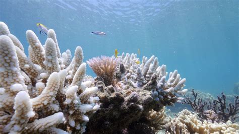 Bleaching May Have Killed Half the Coral on the Northern Great Barrier ...