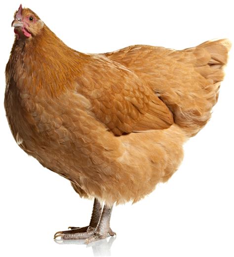 What is a chook? – Church Watch Central Watch