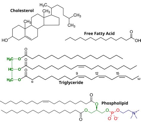 2.1.2.8: Lipids - Biology LibreTexts