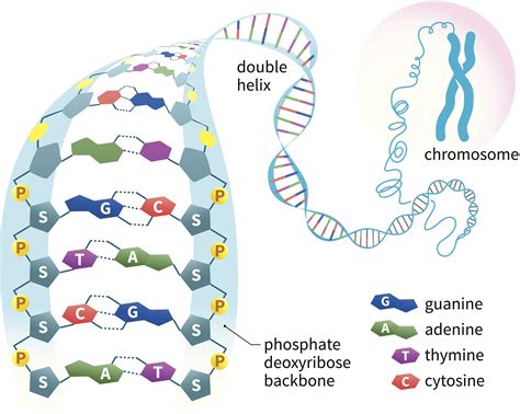 Nucleic Acids - Structure and Function