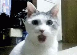 Shocked Cat GIF - Shocked Cat Surprised - Discover & Share GIFs