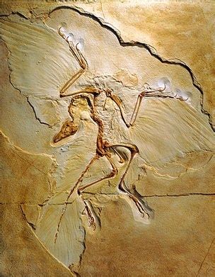 Archaeopteryx Facts, Habitat, Pictures and Diet