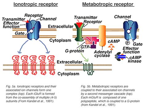 Glutamate and glutamate receptors in the vertebrate retina by Victoria ...